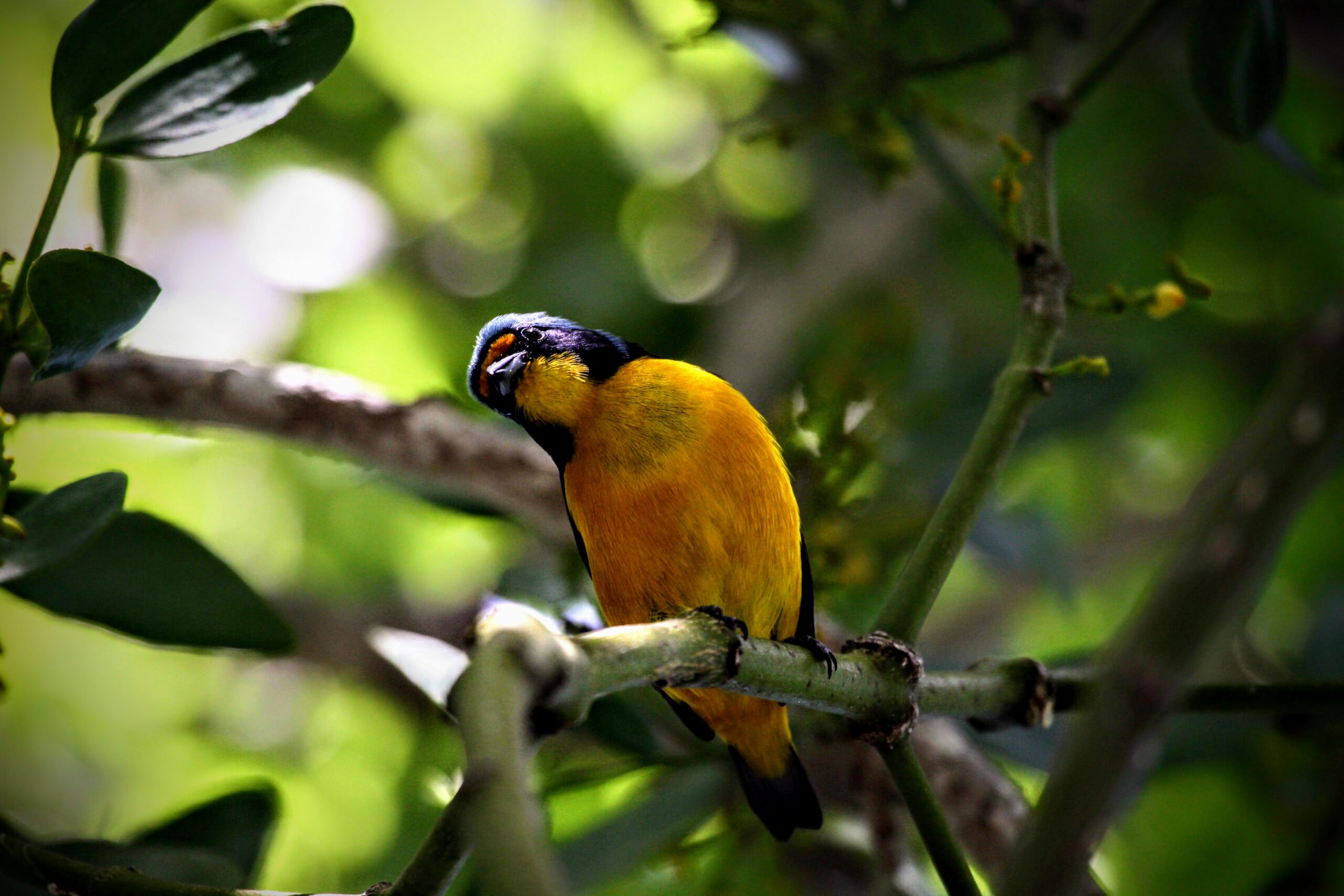 antillean euphonia